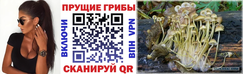 наркошоп  Сасово  МЕГА зеркало  Псилоцибиновые грибы прущие грибы 